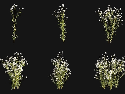 花草组合 马兰红梗菜花草灌