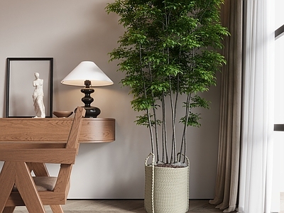 盆栽 现代植物 室内植物