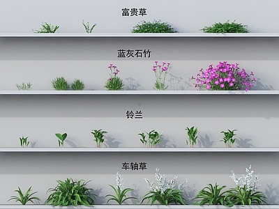 花草组合 小草 富贵草