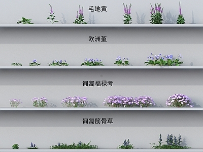 花草组合 小草 毛地黄