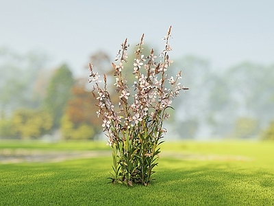 花草 花境 山桃草