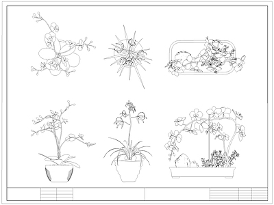 现代综合植物图库 蝴蝶兰 盆栽盆景 绿植 施工图