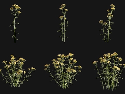 花草组合 赤土西洋蓍草
