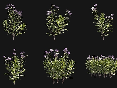 花草组合 骨子草浓密花草
