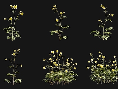 花草组合 黄花耧斗菜花草