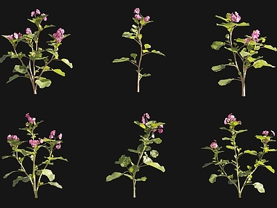 花草组合 四季秋海棠花草
