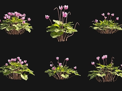 花草组合 仙客来花草灌木