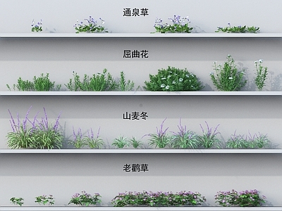 花草组合 小草 通泉草