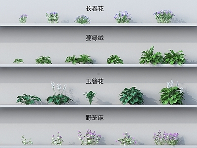 花草组合 小草 长春花