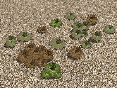 多肉植物 沙漠 多肉组合