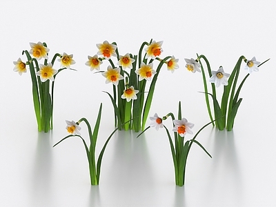 花草组合 冷艳花 水仙花 喇叭花 花朵 花