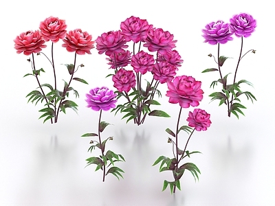 花草组合 芍药 花朵 花草