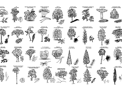 现代综合植物图库 植物立面叶片 施工图