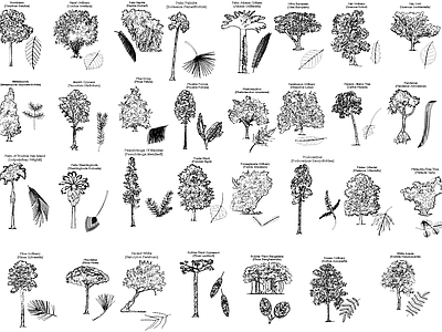 现代综合植物图库 植物立面叶片 施工图