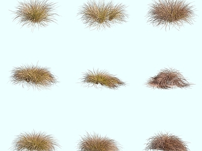 花草组合 橘红苔草观赏草茅