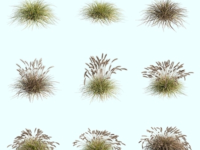 花草组合 狼尾草狗尾巴草观