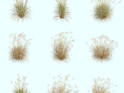 花草组合 尼泊尔芒草观赏草