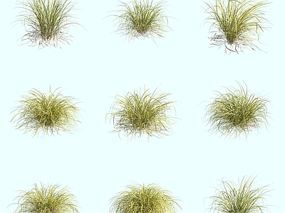 花草组合 莎草观赏草茅草