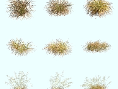花草组合 新西兰风吹草观赏