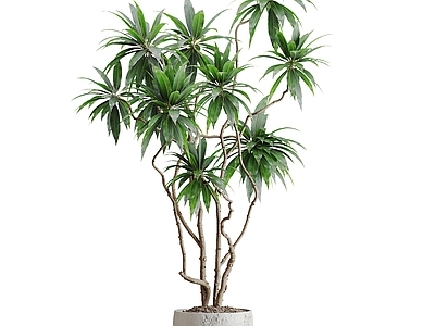 盆栽 松树 现代盆栽 植物 盆景 花盆