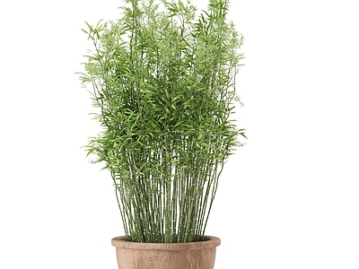 盆栽 植物