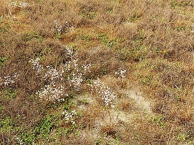 草坪 枯草 草地 草坪 花草 草皮