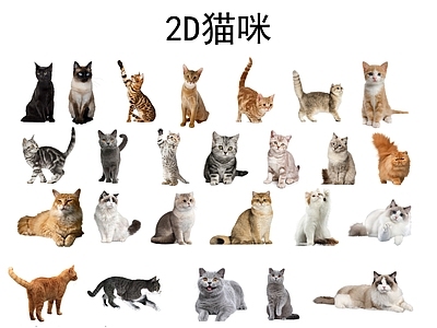 爬行动物 猫 宠物猫 猫咪 爬行动物 宠物