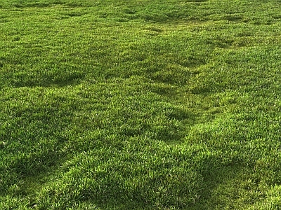 草坪 草坪 草地 花草 植物 野草