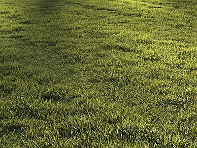 草坪 草坪 草地 花草 植物 野草