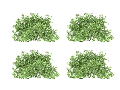 其他树木 绿色植物 大树