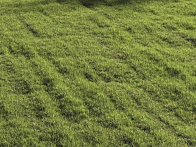 草坪 草地 草坪 花草 植物 小草