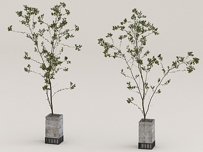 其他绿植 树枝 植物 摆件