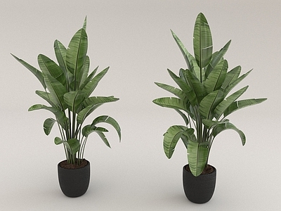 其他绿植 植物 花盆