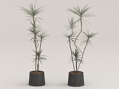 其他绿植 植物 摆件