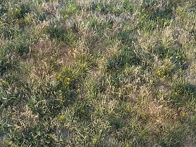 草坪 草地 草坪 干草 花草 植物