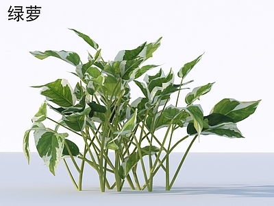 草 绿萝 花草灌木