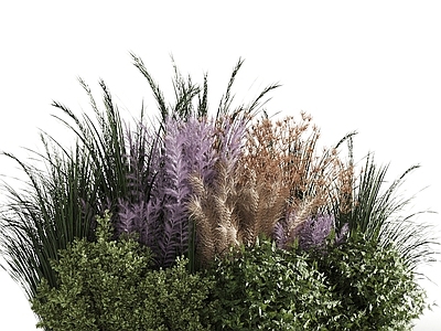 灌木 现代绿植花草灌木