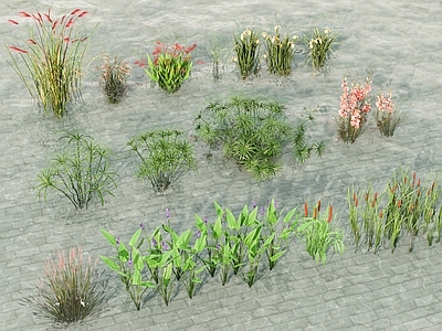 水生植物 草花 梭鱼草 唐菖蒲 芦苇 香蒲 水草 草