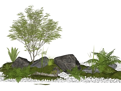 植物组合 蕨类 树 树池组合 庭院