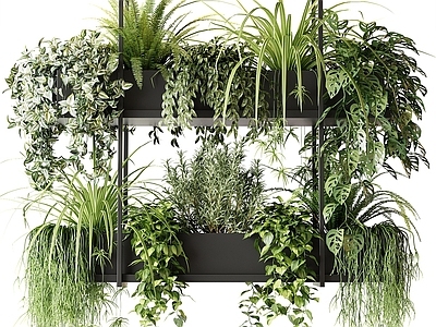 植物组合 现代植物架