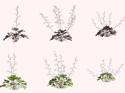 花草组合 肾形草花草