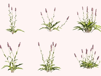 花草组合 紫参拳参花草