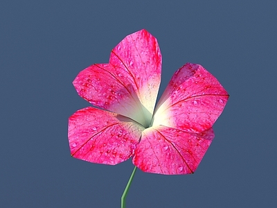 花 花 花朵 野花