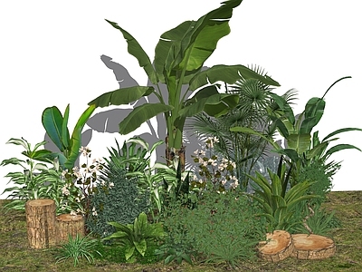 植物组合 绿植 盆栽 植物 树池植物组合