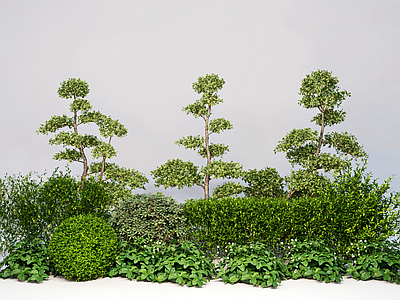 植物组合 现代花境 多头造型树 组合 乔木