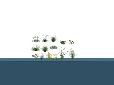水生植物 花草景观植物 细叶芒 狼尾草 景观植物 庭院水池小品 端景
