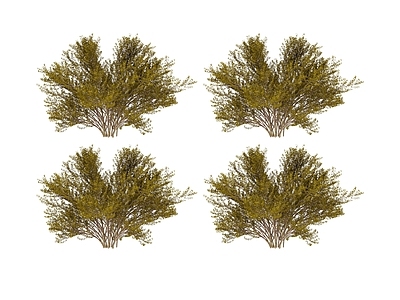 其他绿植 植物 树 灌木