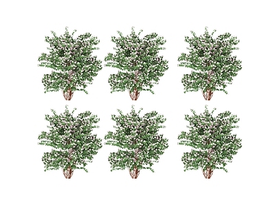 其他绿植 植物 树