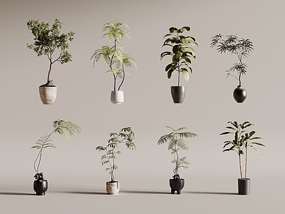 其他绿植 绿植盆栽