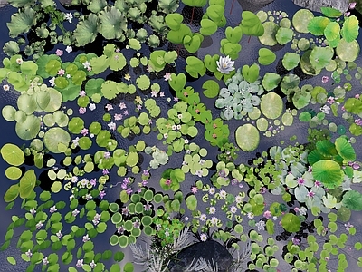 水生植物 睡莲 水生 莲花 莲叶